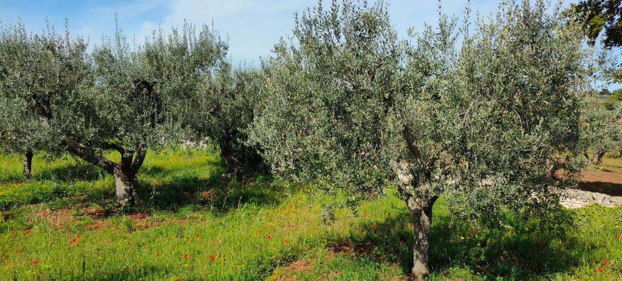 אלברובלו Antico Trullo Immerso Nella Campagna מראה חיצוני תמונה